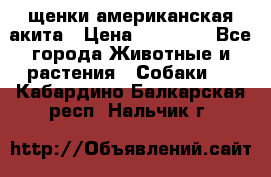 щенки американская акита › Цена ­ 30 000 - Все города Животные и растения » Собаки   . Кабардино-Балкарская респ.,Нальчик г.